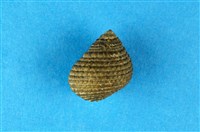 藏品(草蓆鐘螺)的圖片